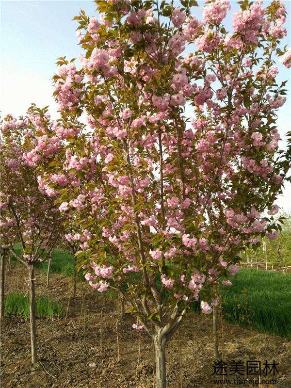 晚櫻開(kāi)花圖片實(shí)拍